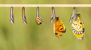 rups ontpopt tot vlinder, transformatie